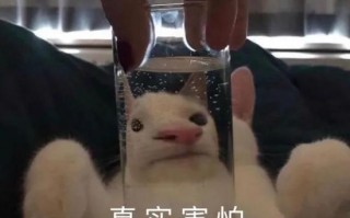 食物文案可爱沙雕，食物文案可爱沙雕图片