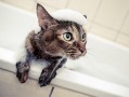 肥猫日记恶搞视频，肥猫日记恶搞视频大全